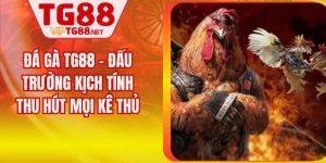 Đá Gà TG88 - Đấu Trường Kịch Tính Thu Hút Mọi Kê Thủ