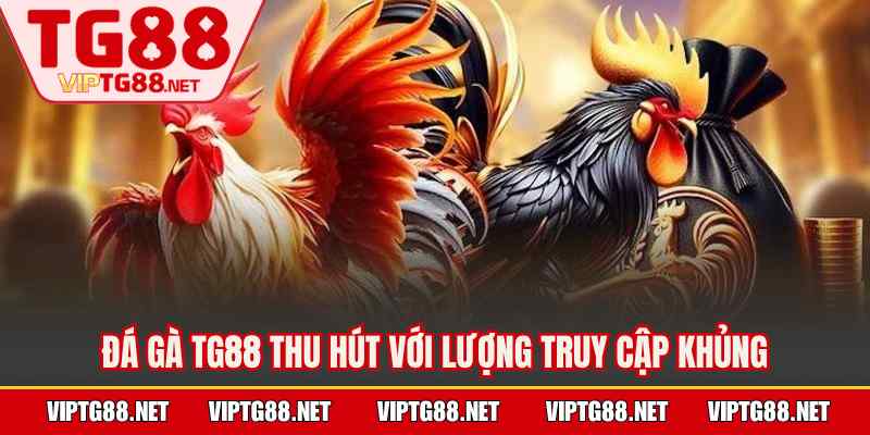 Đá gà TG88 thu hút với lượng truy cập khủng