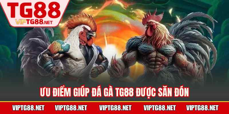 Ưu điểm giúp đá gà TG88 được săn đón