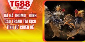 Đá Gà Thomo – Đỉnh Cao Tranh Tài Kịch Tính Từ Chiến Kê