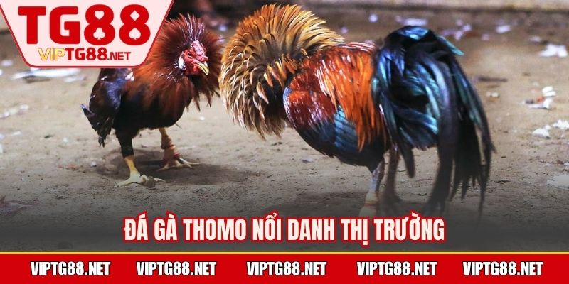 Đá gà Thomo nổi danh thị trường