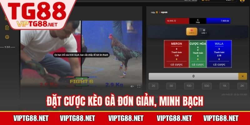 Đặt cược kèo gà đơn giản, minh bạch