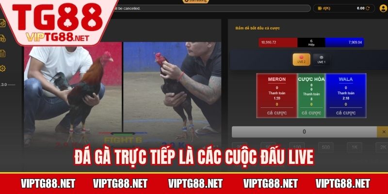 Đá gà trực tiếp là các cuộc đấu live