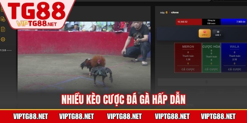 Nhiều kèo cược đá gà hấp dẫn