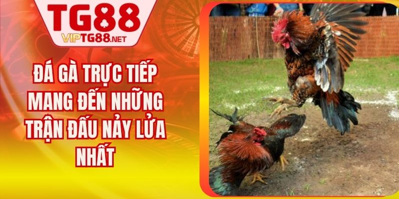 Đá Gà Trực Tiếp Mang Đến Những Trận Đấu Nảy Lửa Nhất